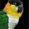 vet caique black head 1 5