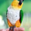 vet caique black head 2 5