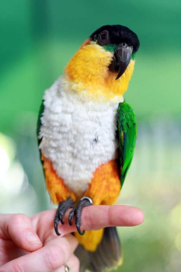 vet caique black head 2 5