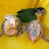 vet caique black head baby 5