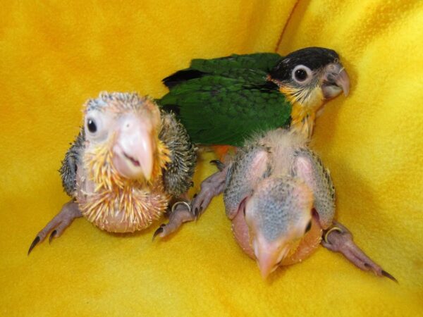 vet caique black head baby 5