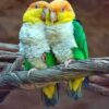 vet caique yellow headed 1 1