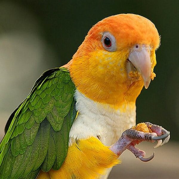 vet caique yellow headed 2 1