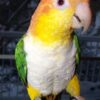 vet caique yellow headed 3 1