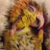 vet caique yellow headed baby 1