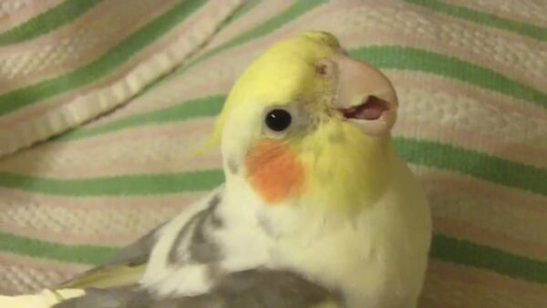 vet cockatiel baby 4