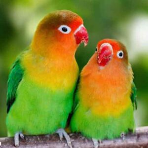 vet lovebird 1