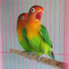 vet lovebird 3