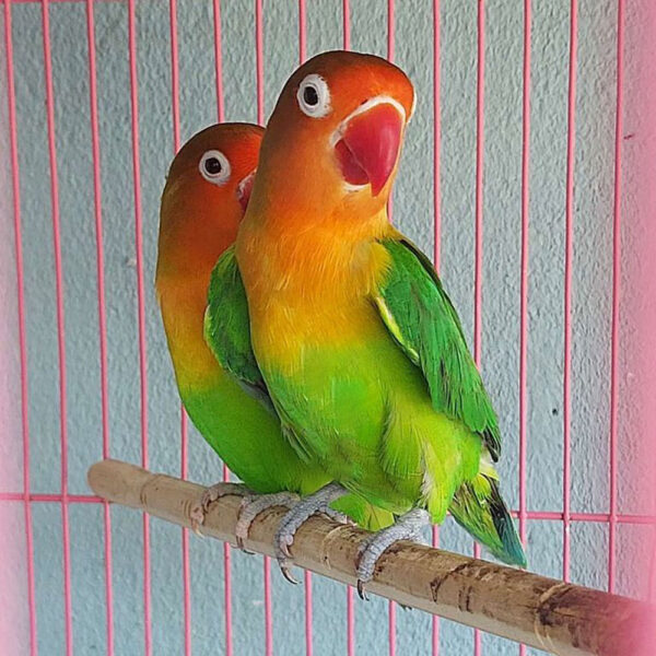 vet lovebird 3