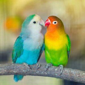 vet lovebird