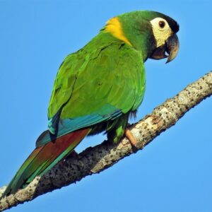 yellow collared macaw 3