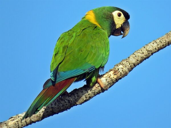 yellow collared macaw 3